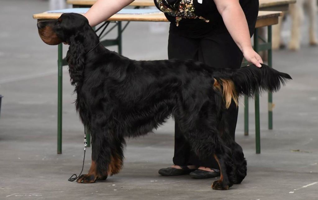 Du Roux-miroir - Amscot Cheyenne Poacher devient Champion Belge d'Exposition